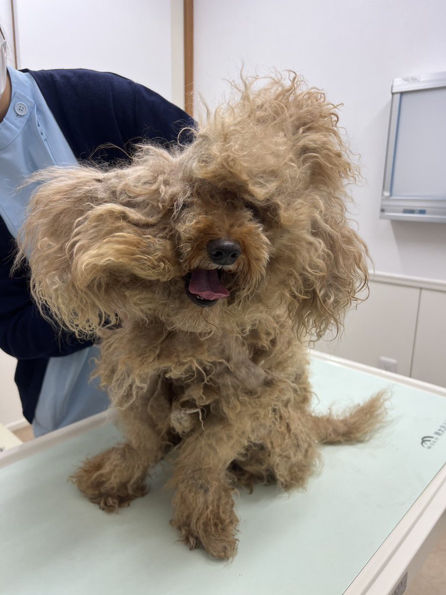 瀬川 琉 🐶保護犬格闘家🥊 tweet media