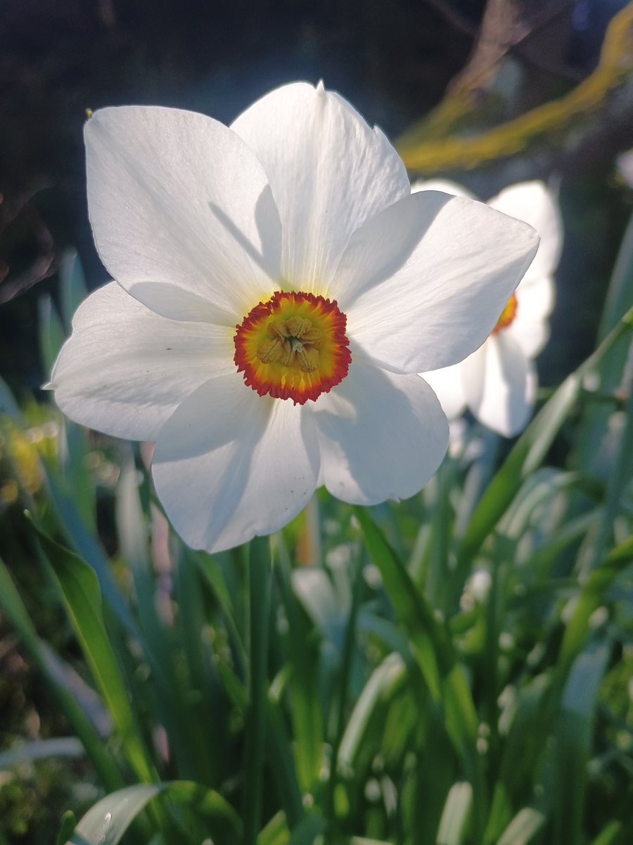 richpokers's tweet photo. The weekend is nigh 🎉....A bit blowy out, but generally fine😊...Enjoy your day whatever you have planned 🇺🇦💙💛🙏#FlowersOnFriday https://t.co/NPyac4LbPe