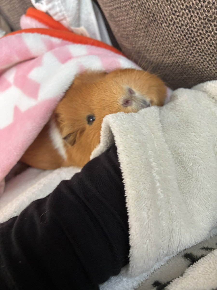 サブナックル tweet media
