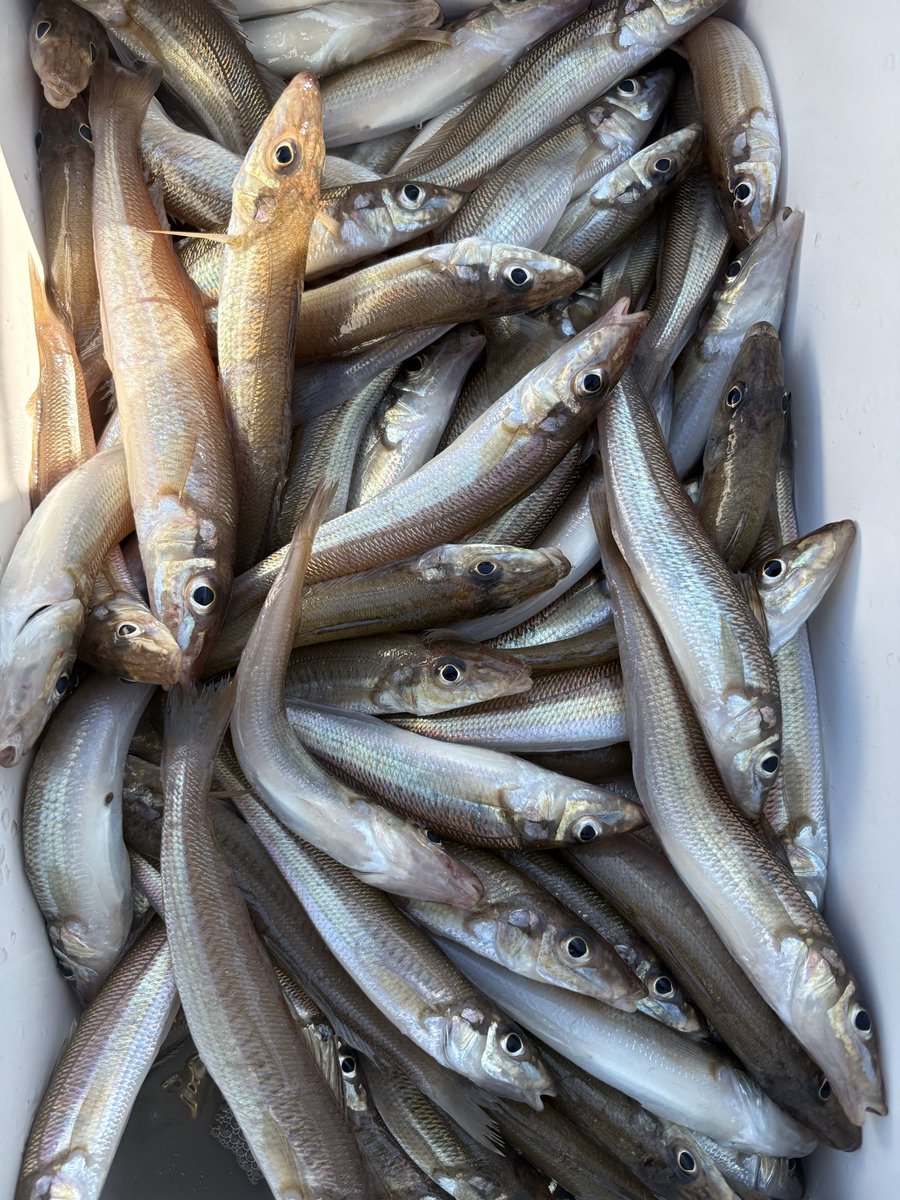 t55982934's tweet image. 昨日は吉野屋さんからシロギス仕入れ
大西さんとトモ並びでいろいろとご指導いただき、72尾　大西師匠166尾！教えるのが本当に的確でバシバシ釣れて楽しかった〜シロギスもいただいて仕入れバッチリです。吉田さんと美味しくいただきました😊　#魚十二ヶ月　#O.F.F