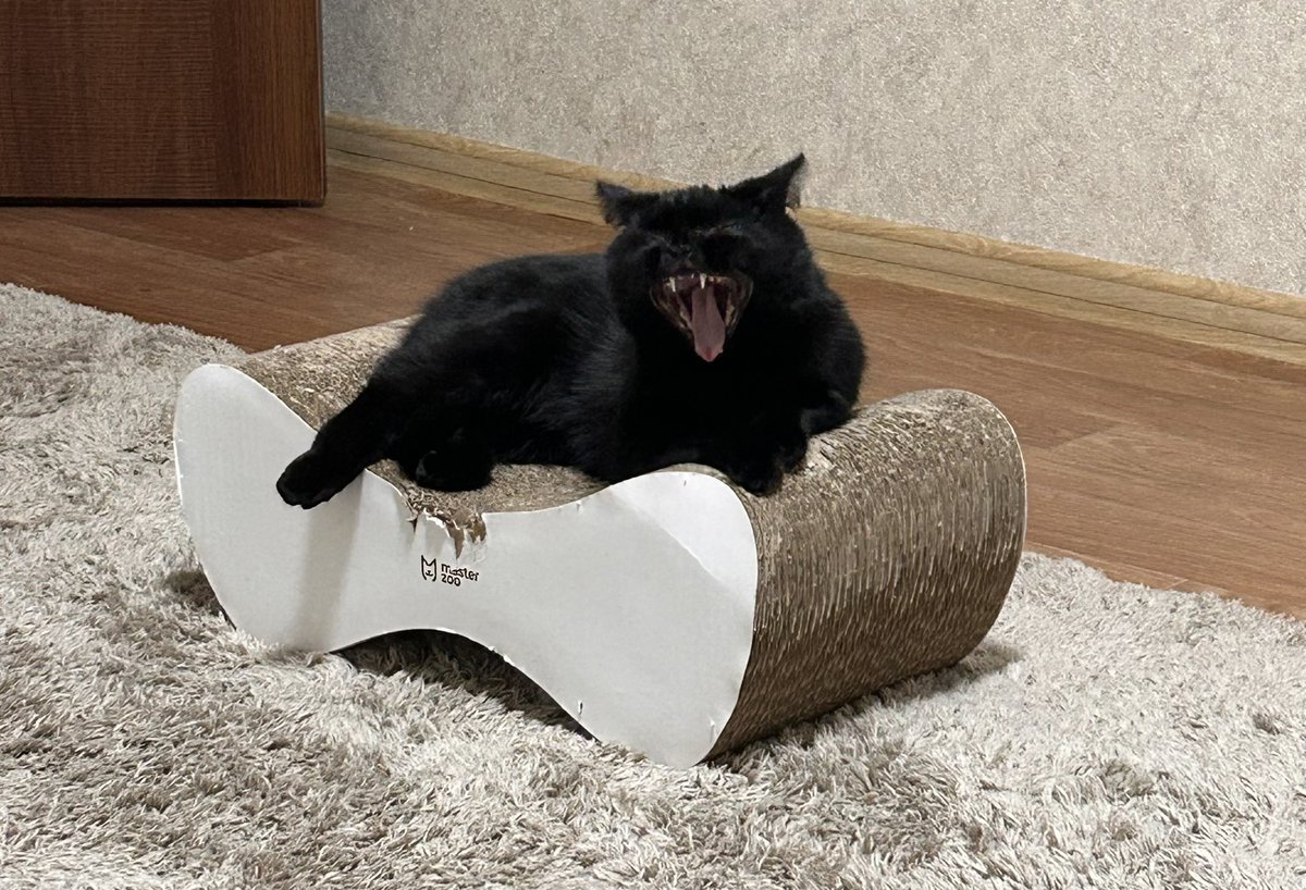 flokyfunky's tweet photo. Gm

#catday #CatCoin https://t.co/KUbKSQUHT0