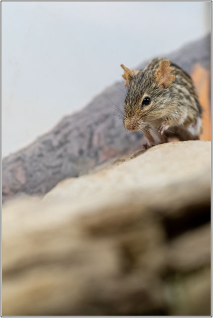 Darren Smith Photography tweet media