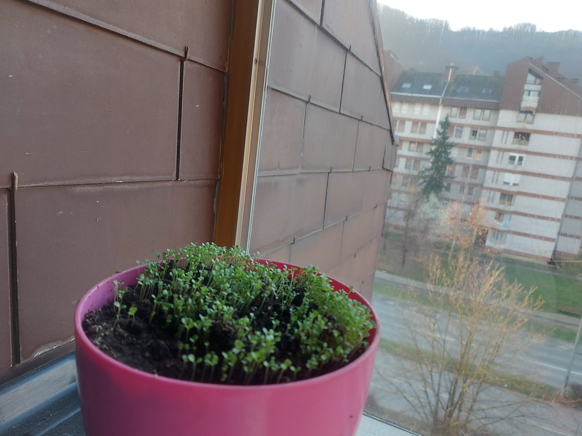 Dragan Risojevic tweet media