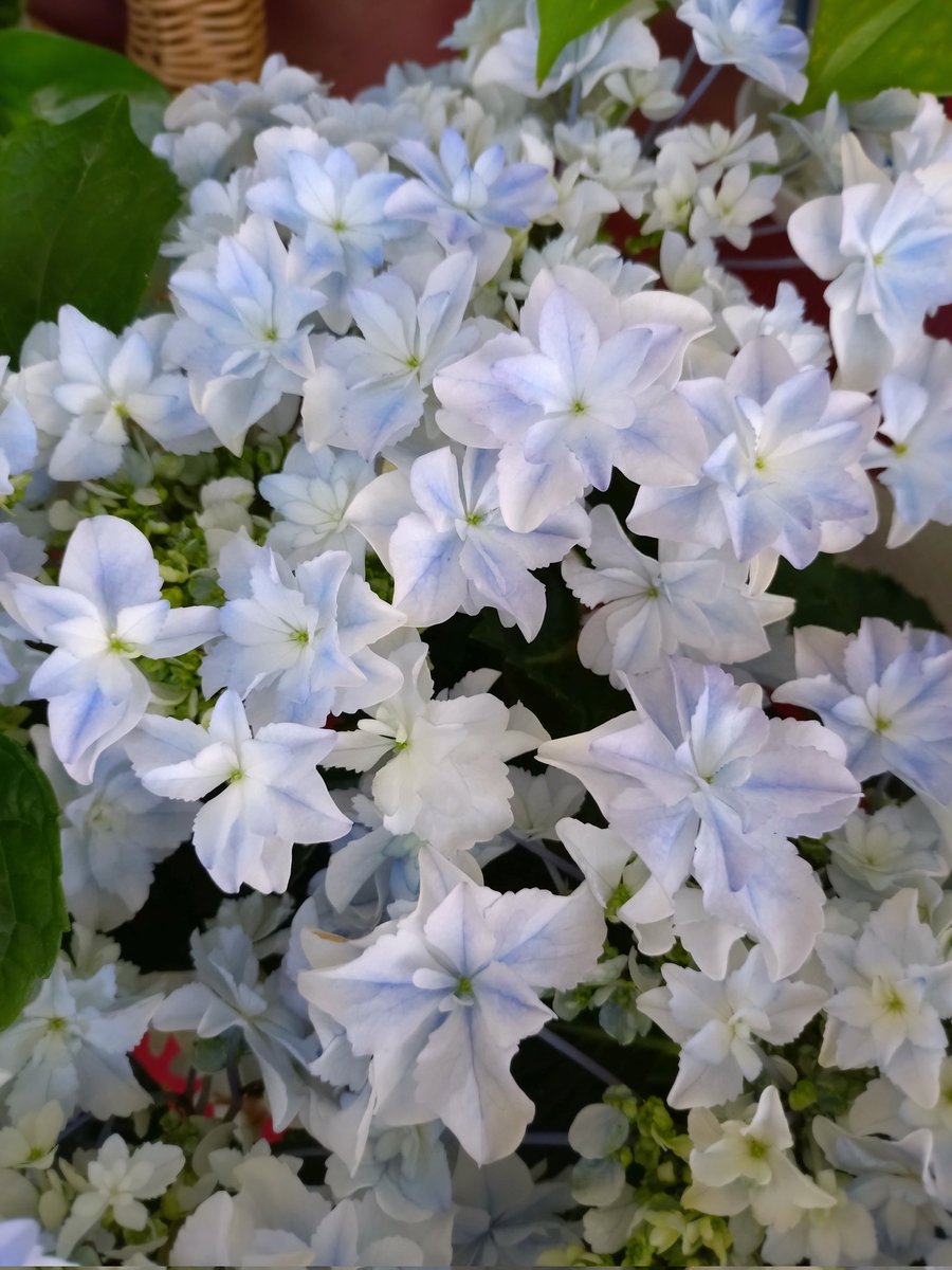 かおりん tweet media