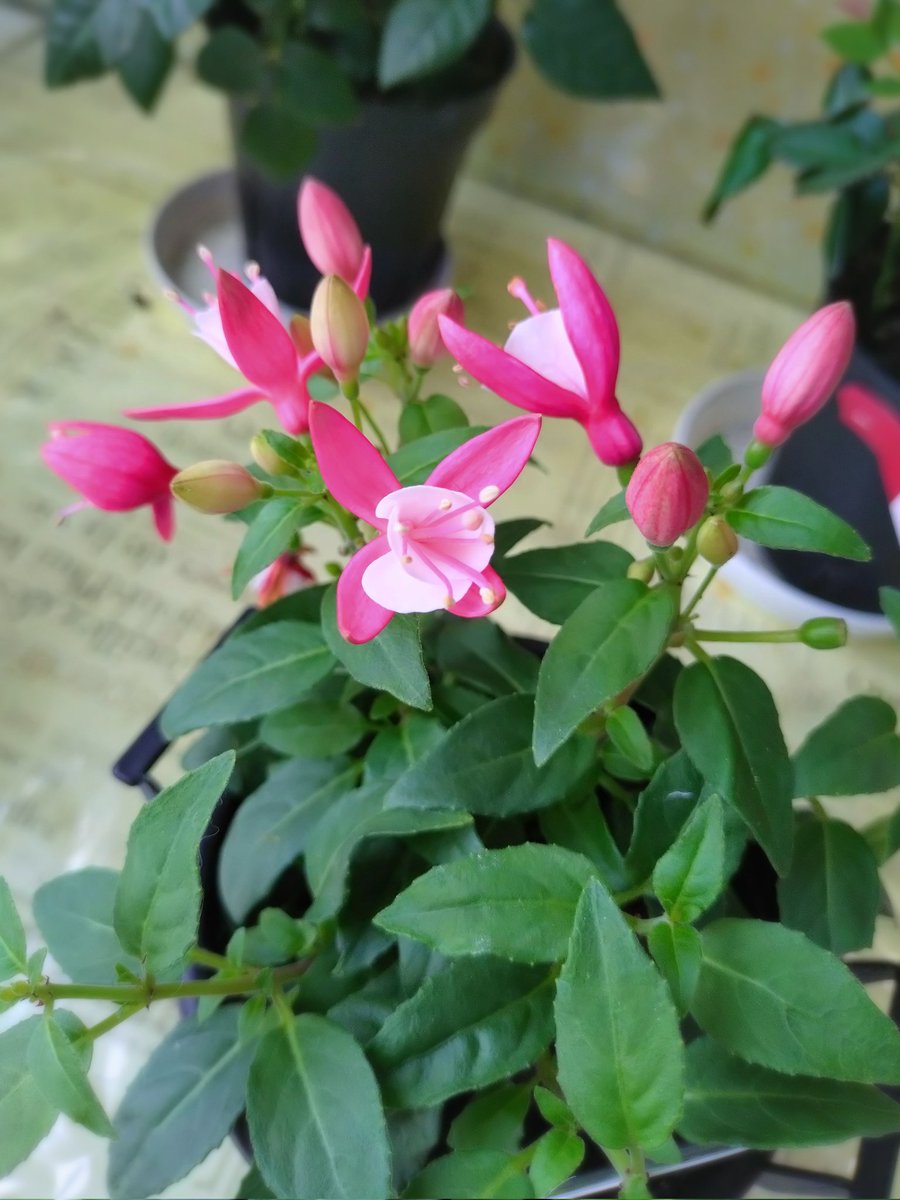 かおりん tweet media