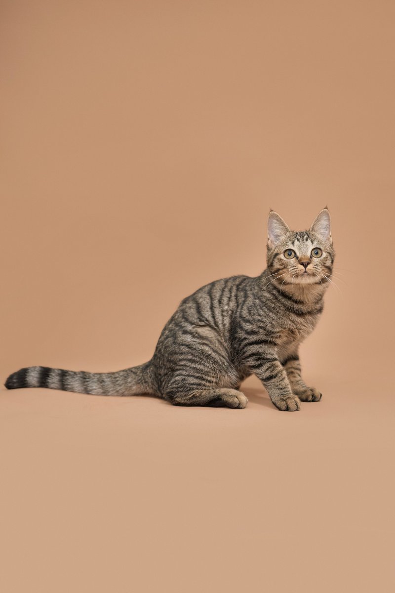 น้องแมวหาบ้านวันนี้🧡 

📷นันโตะ เพศผู้ อายุ 4 เดือน

สนใจรับเลี้ยงแอดไลน์ @adoptionth 
หรือโทร 061-2642296

#availableforlocal #แมวหาบ้าน #หาบ้านให้แมว #แมวจรหาบ้าน #ลูกแมว #Expatthailand #expatadoption