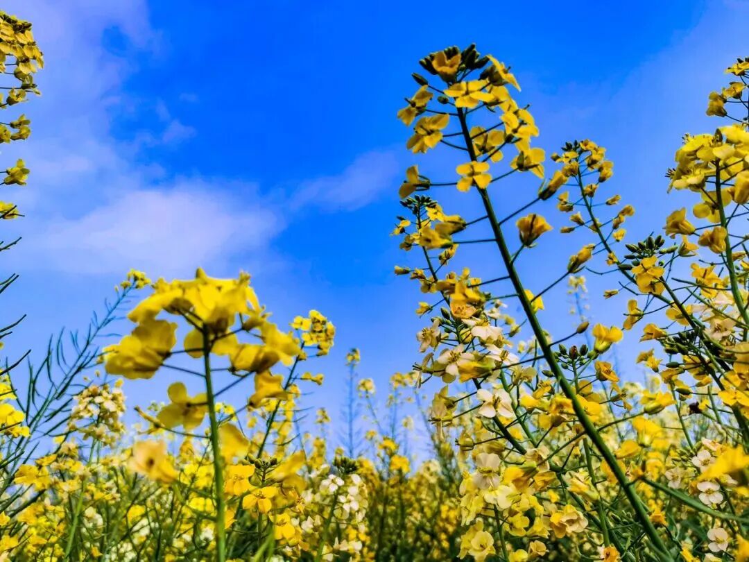 ExplorePingyang's tweet photo. ✨Spring has arrived in #Wenzhou's #Pingyang county! Shanglinyang village's canola fields are in full bloom, turning the landscape into a golden sea as visitors flock to photograph the stunning spring scenery. #BeautifulPingyang https://t.co/XGdA9A6781