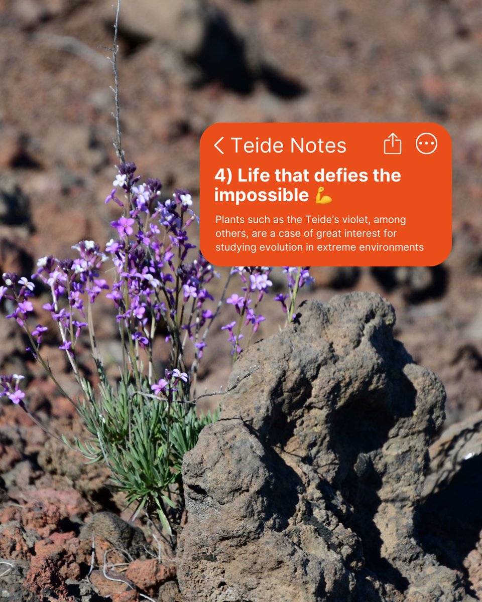 Volcano Teide tweet media