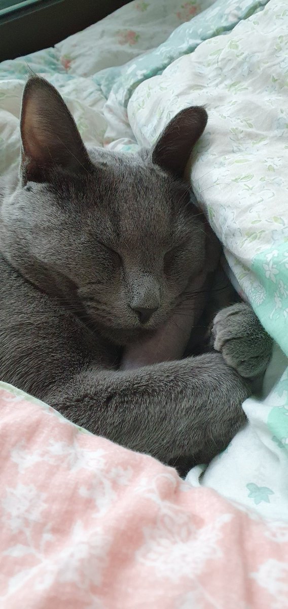 프리라떼주인 tweet media