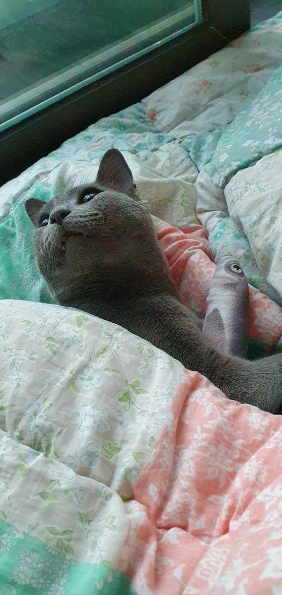 프리라떼주인 tweet media