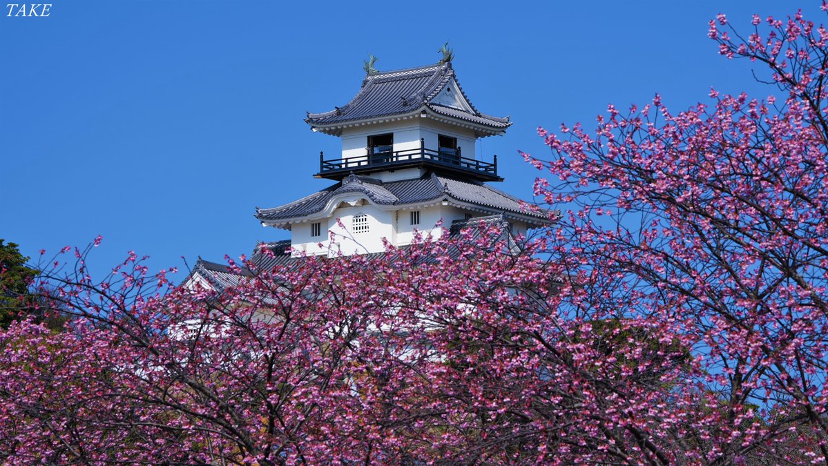 静岡県掛川市の掛川城周辺に
掛川桜を見に行って来ました
逆川沿いを紫紅色に染め上げ
とても華やかで美しかったです🌸🏯🌸