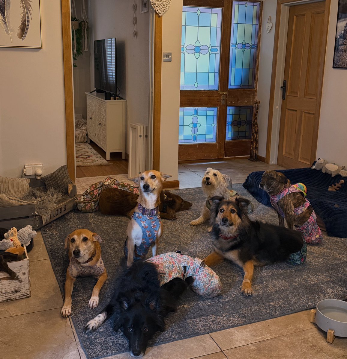 Flori's Friends Rescue tweet media