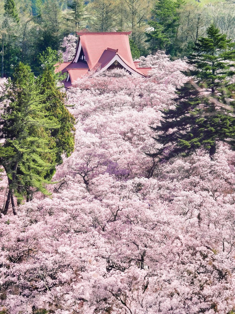 3m1ek's tweet photo. 日本三大桜名所 高遠城址公園の桜の海 https://t.co/qCR4zLG86L