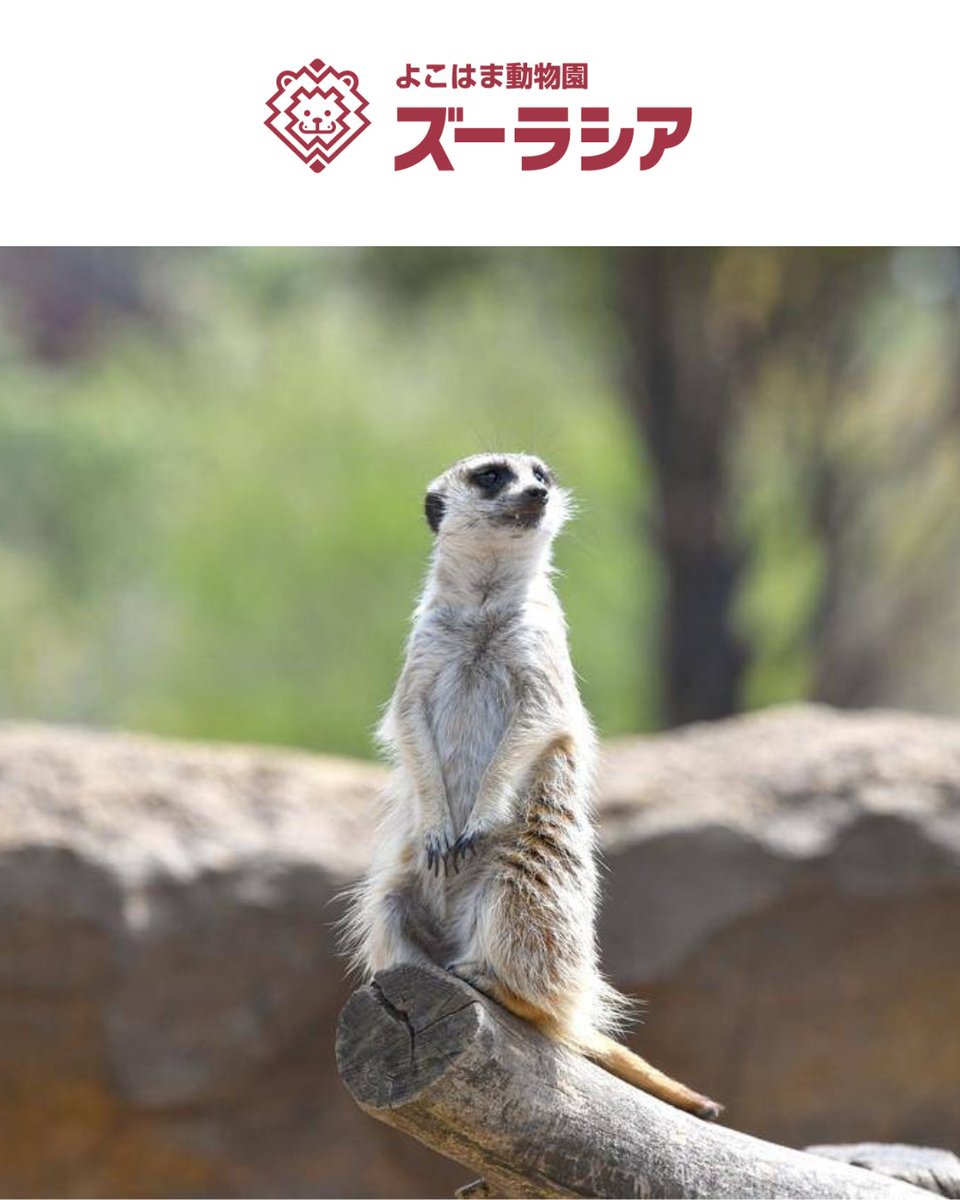 レゴランド・ディスカバリー・センター東京【公式】 tweet media