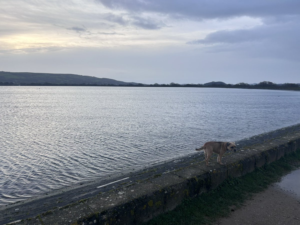 RonnietheBorder's tweet photo. Lovely walk first thing, much needed sleep now #BTPosse https://t.co/xZDYG0HuP2