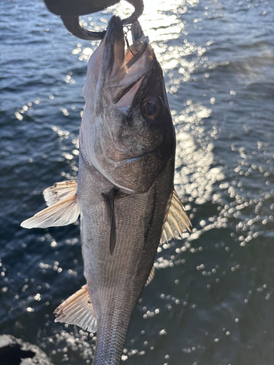 hiro 𓆝 tweet media