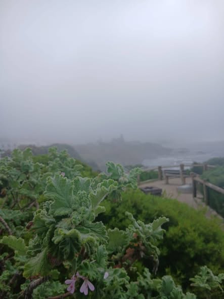 Hermanus Tourism tweet media