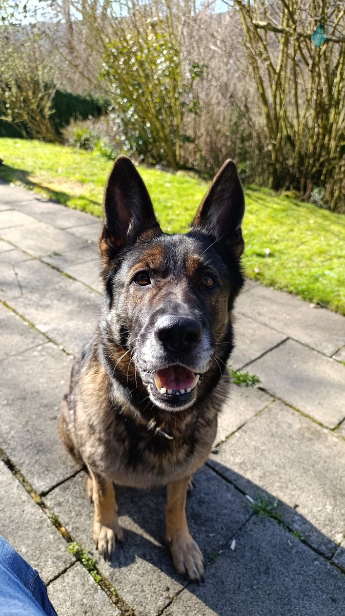Oh, ihr wisst es noch gar nicht 😄 wir haben jetzt einen Hund!

Darf ich vorstellen, Lilly! Der Hund meiner Mum. Wir haben beschlossen sie zu behalten 🥰