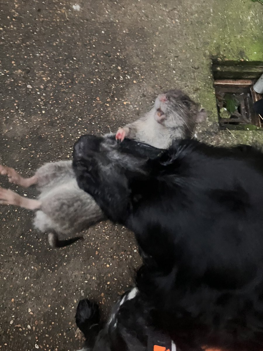 Eli & PiperSprocks Anipals tweet media