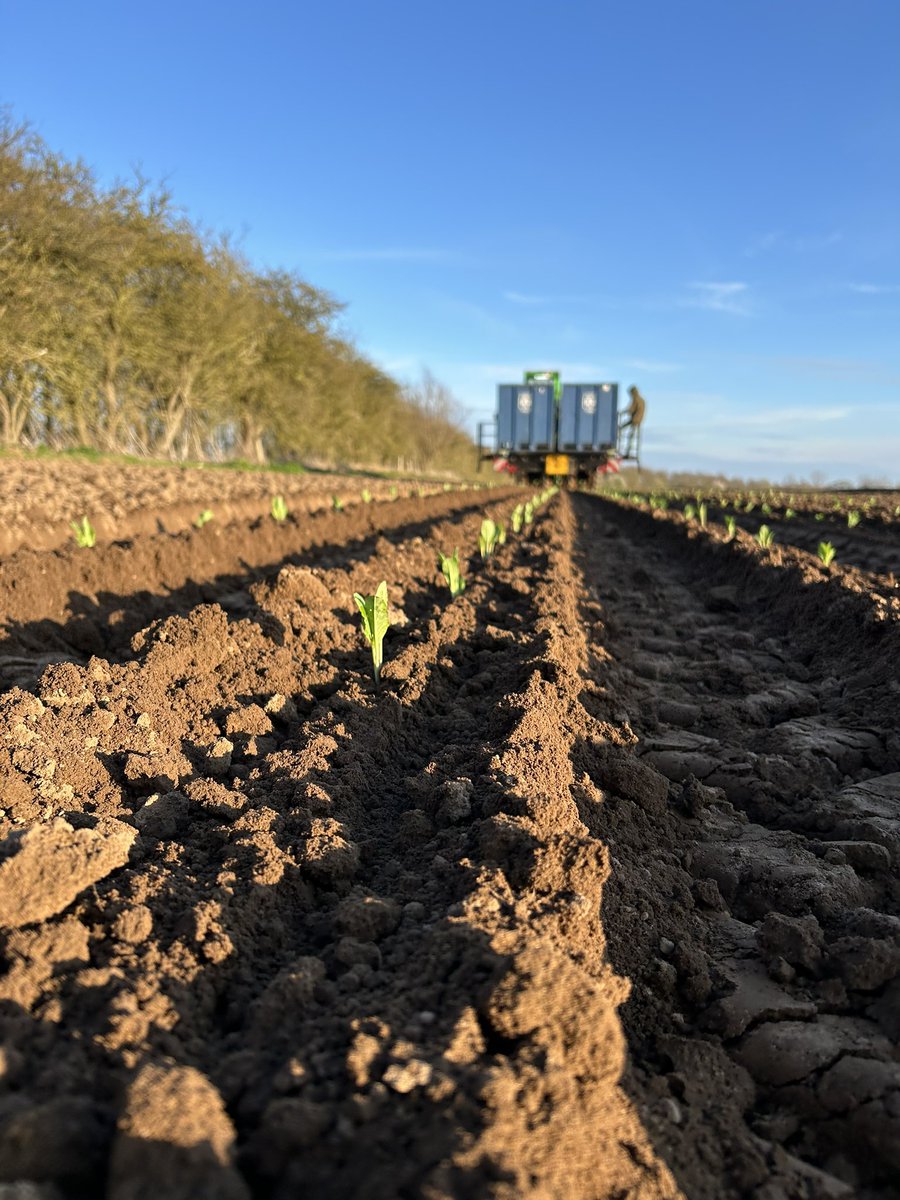 Home Farm (Nacton) tweet media