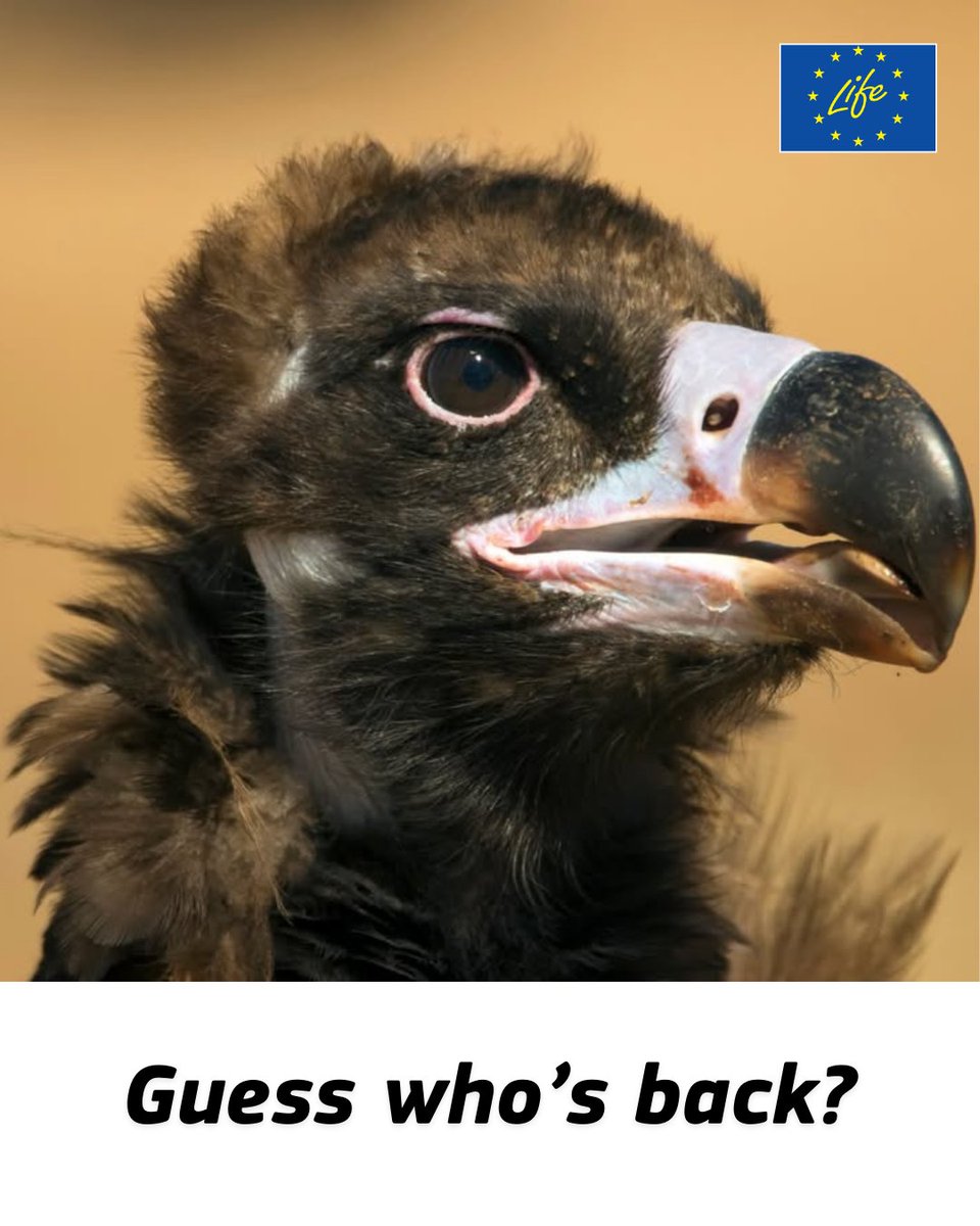 LIFE Programme tweet media