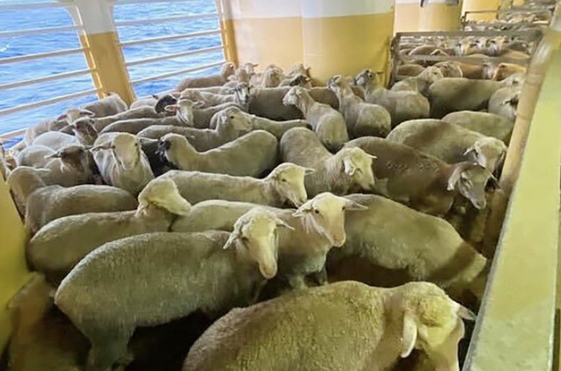 mickael 🇫🇷⚡️🙋‍♂️🏃‍♀️🏃🏽‍♂️🐕🐈🐾🇫🇷 tweet media