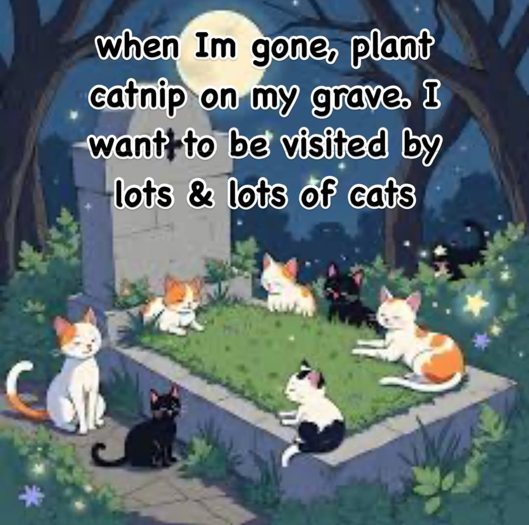 Cats That Make You Go Awww (@cuteadorablecat) on Twitter photo 