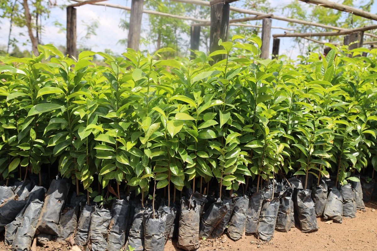 Mount Elgon Tree Growing Enterprise tweet media