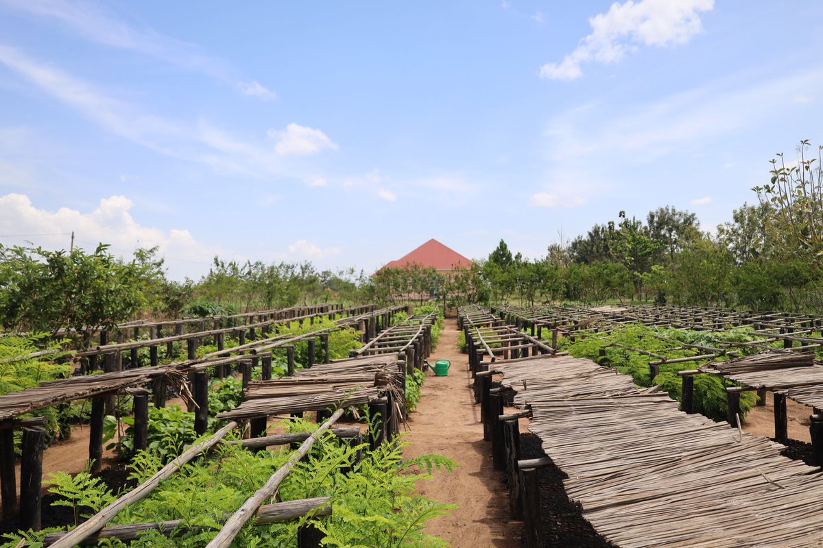 Mount Elgon Tree Growing Enterprise tweet media