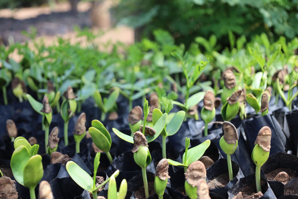 Mount Elgon Tree Growing Enterprise tweet media