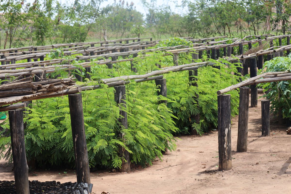 Mount Elgon Tree Growing Enterprise tweet media