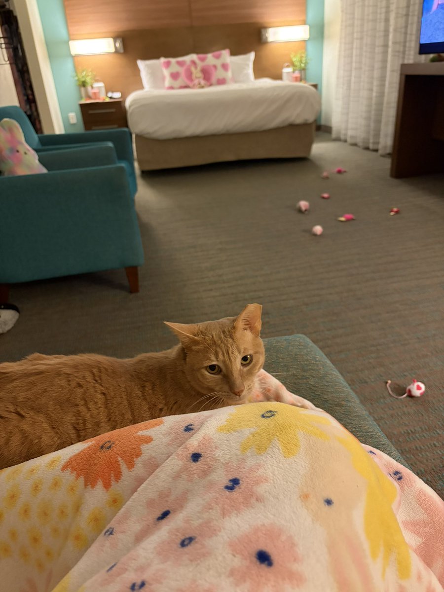 TheOneAbsolute's tweet photo. Tanner is snuggling me for the first time ever!!! This is a huge deal!!!! I’m so grateful that he’s inside with me instead of outside during this crazy rain storm we’re having!!!! 🌧️🌧️🌧️ https://t.co/cdQTxqX87a