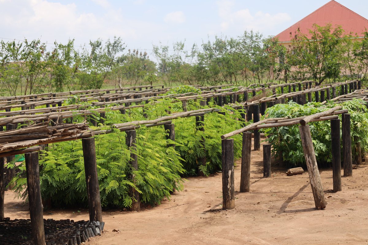 Mount Elgon Tree Growing Enterprise tweet media