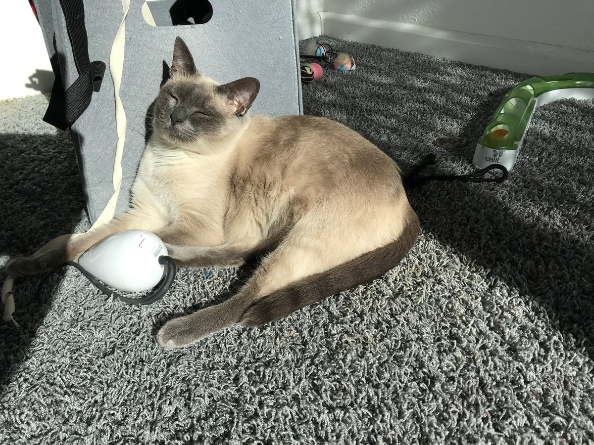 jazzy_bektas's tweet image. 🌞 
sun  +  cat  =  perfection  ✨✨

#CatsOnX 
#sunnynews 
#Fridaymood
#BeKindAlways