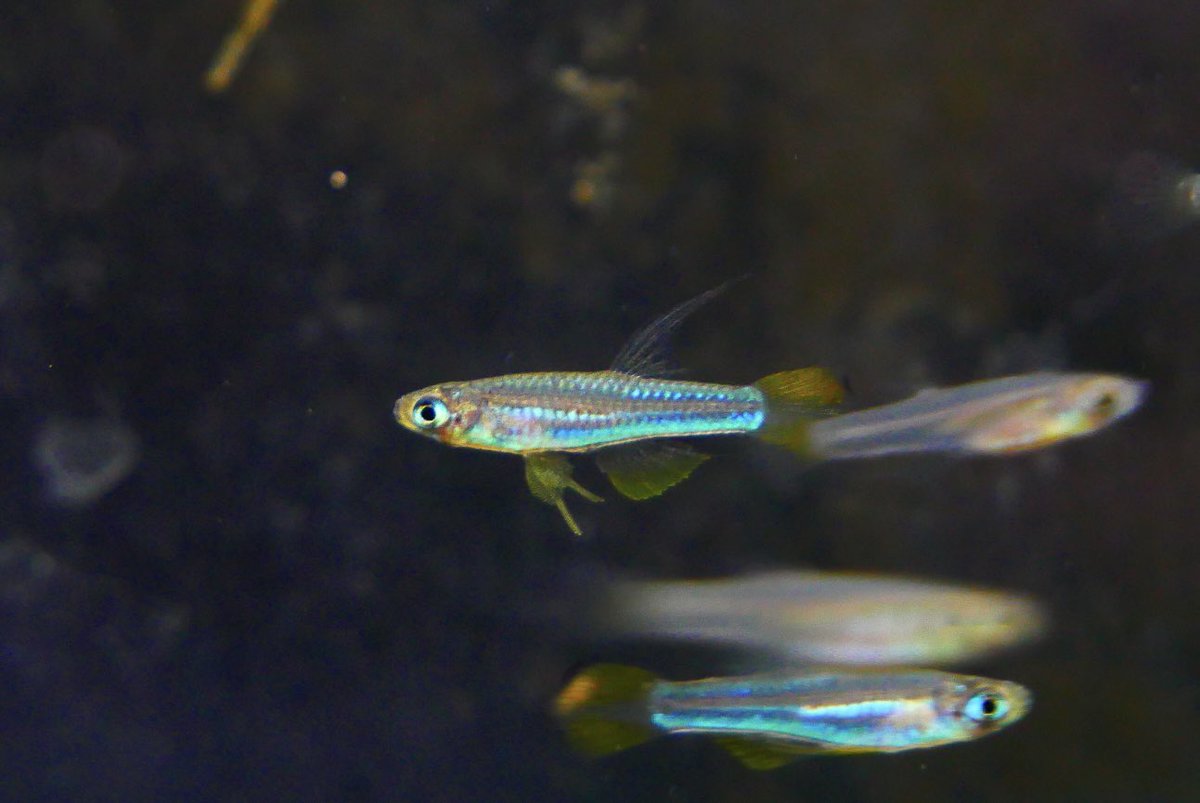 ワイルドから3代目
選別はしていない（そんな余裕がない）けど、ワイルド個体の記憶とまた少し色彩の強さが違って強く出ているような気がする。
ブリチャージと比べると性格も優しく、卵は少し大きい。稚魚の育成難度は一緒くらい。そんな　コンゴパンチャックス マイヤシー