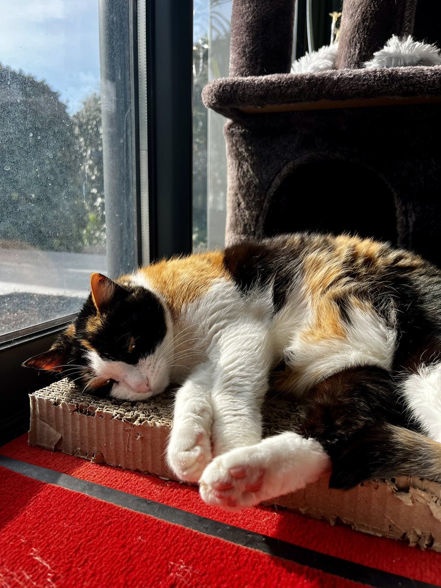 🎀titePrincessMiya🐾🌺🐈‍⬛🧡🚜 tweet media