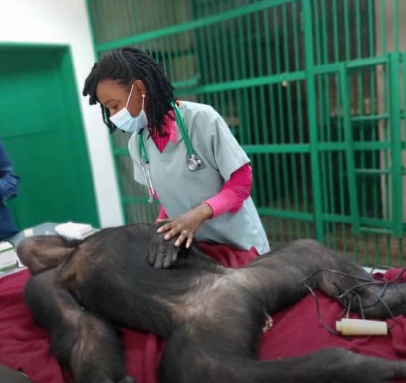 La RD Congo està de dol. El 3 de març un grup de milicians van assaltar el centre logístic del Parc Nacional d’Upemba (Katanga), una de les reserves naturals més importants d’Àfrica, i hi van assassinar els 5 empleats, entre ells la veterinària Ruth Osondu rfi.fr/fr/afrique/202…