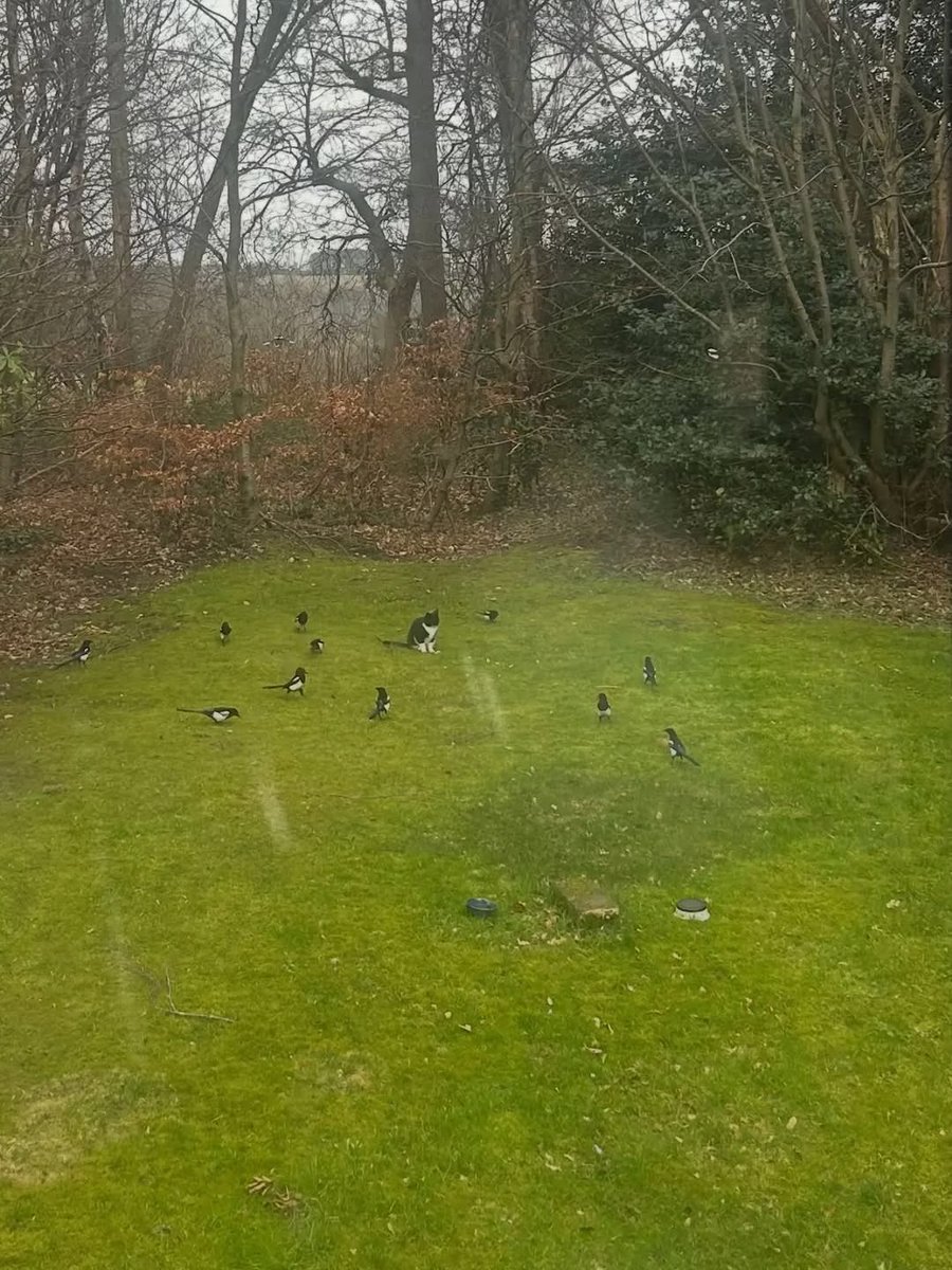 Ink Blot tweet media