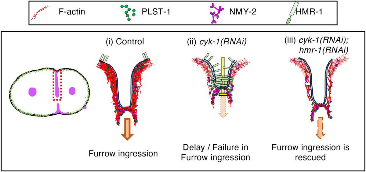 LifeScienceAlliance tweet media