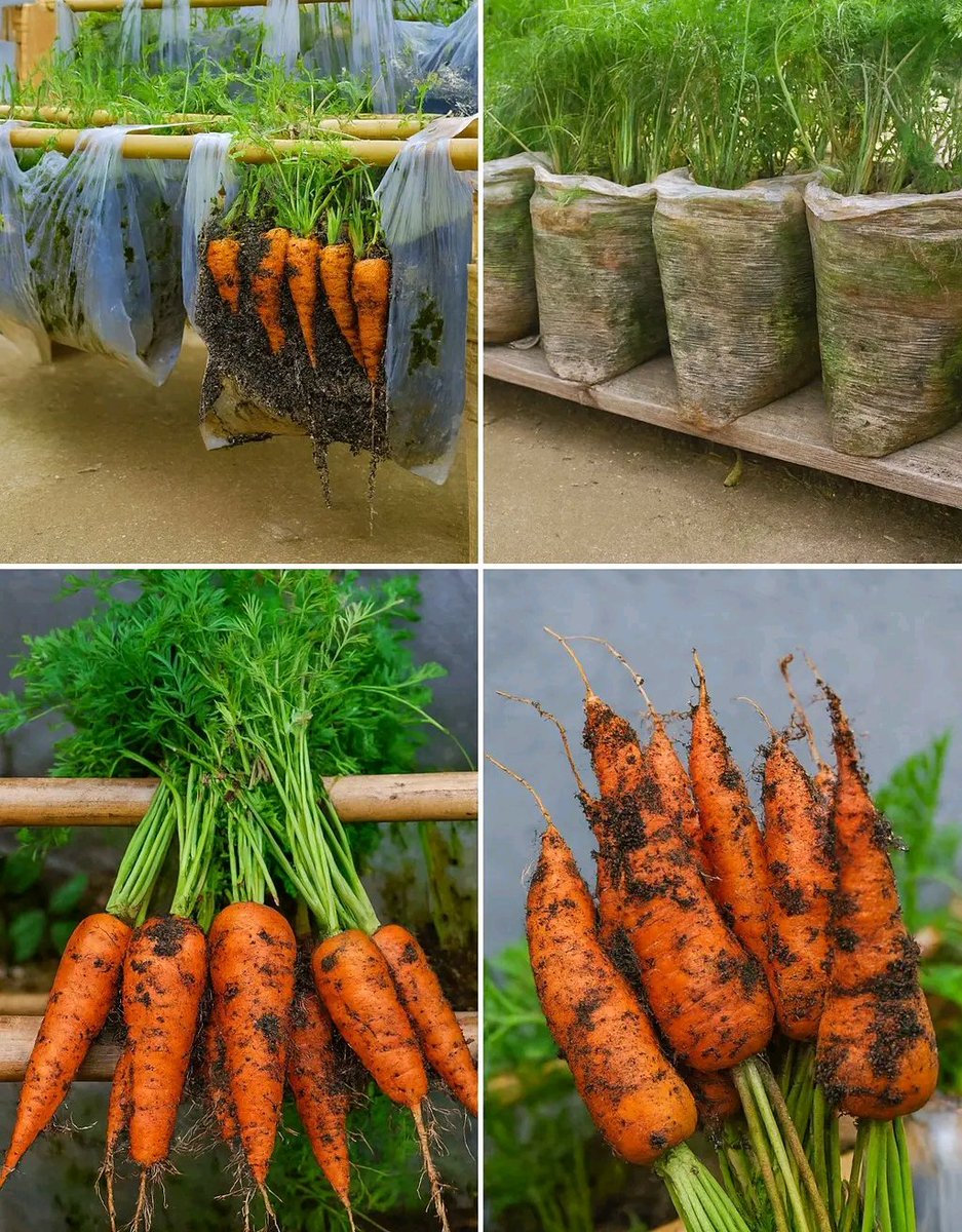 AGRICULTURE NOTES tweet media