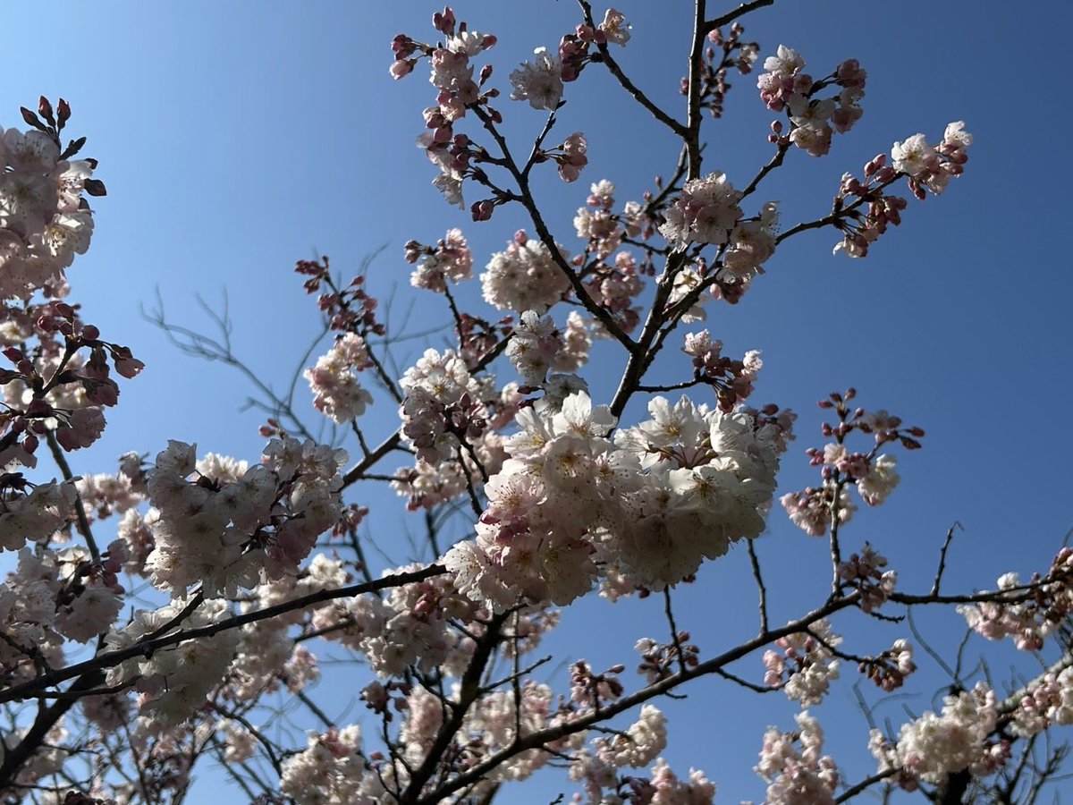 今日は寒い一日でしたね。明日は暖かくなりそうです。春めき桜は7〜8割咲、写真は一昨日のものです。週末は見頃になりそうです。

#あぐりパーク嵯峨山苑 #菜花まつり