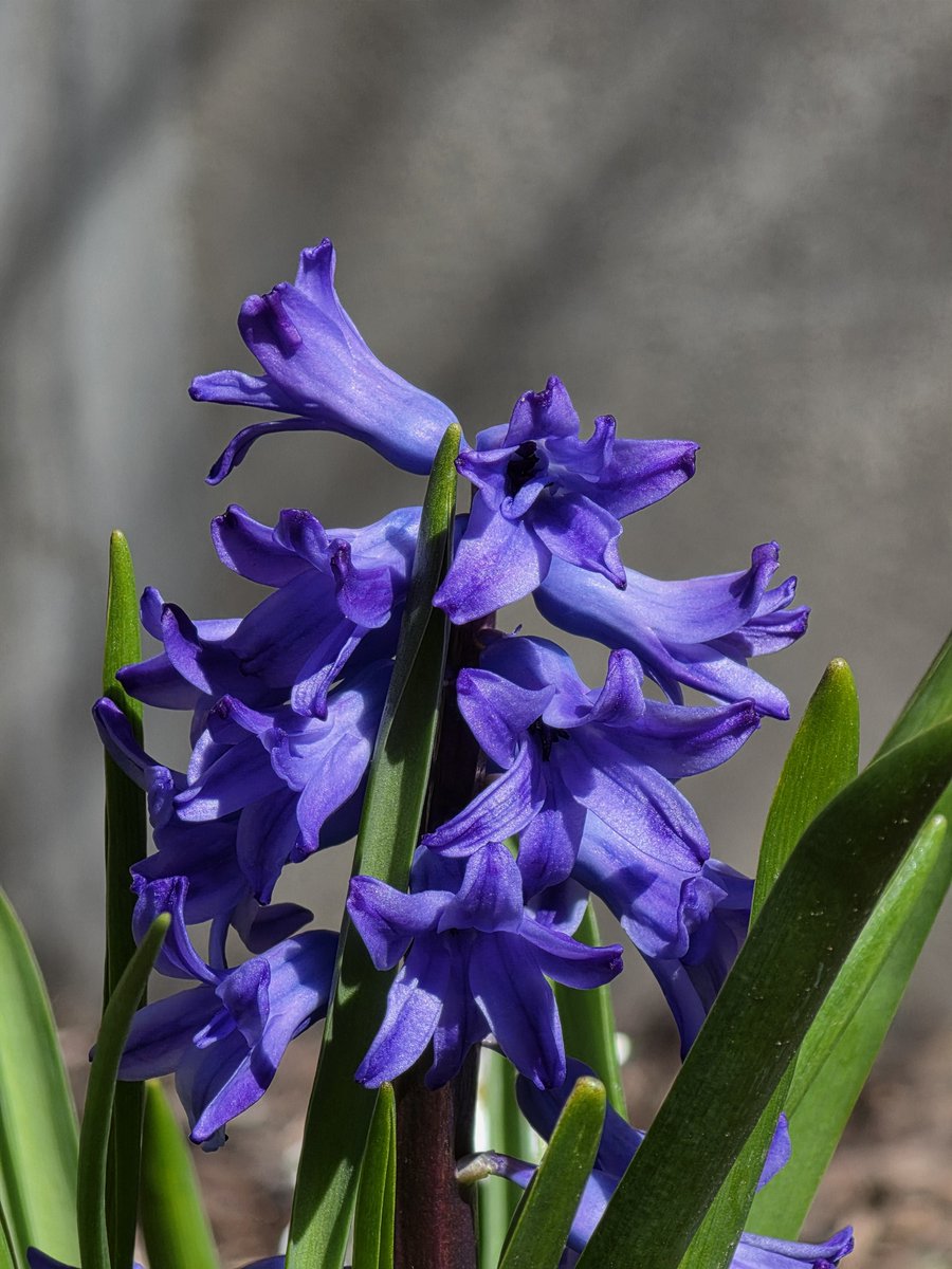 Fahim Al Mahmud Ashik tweet media