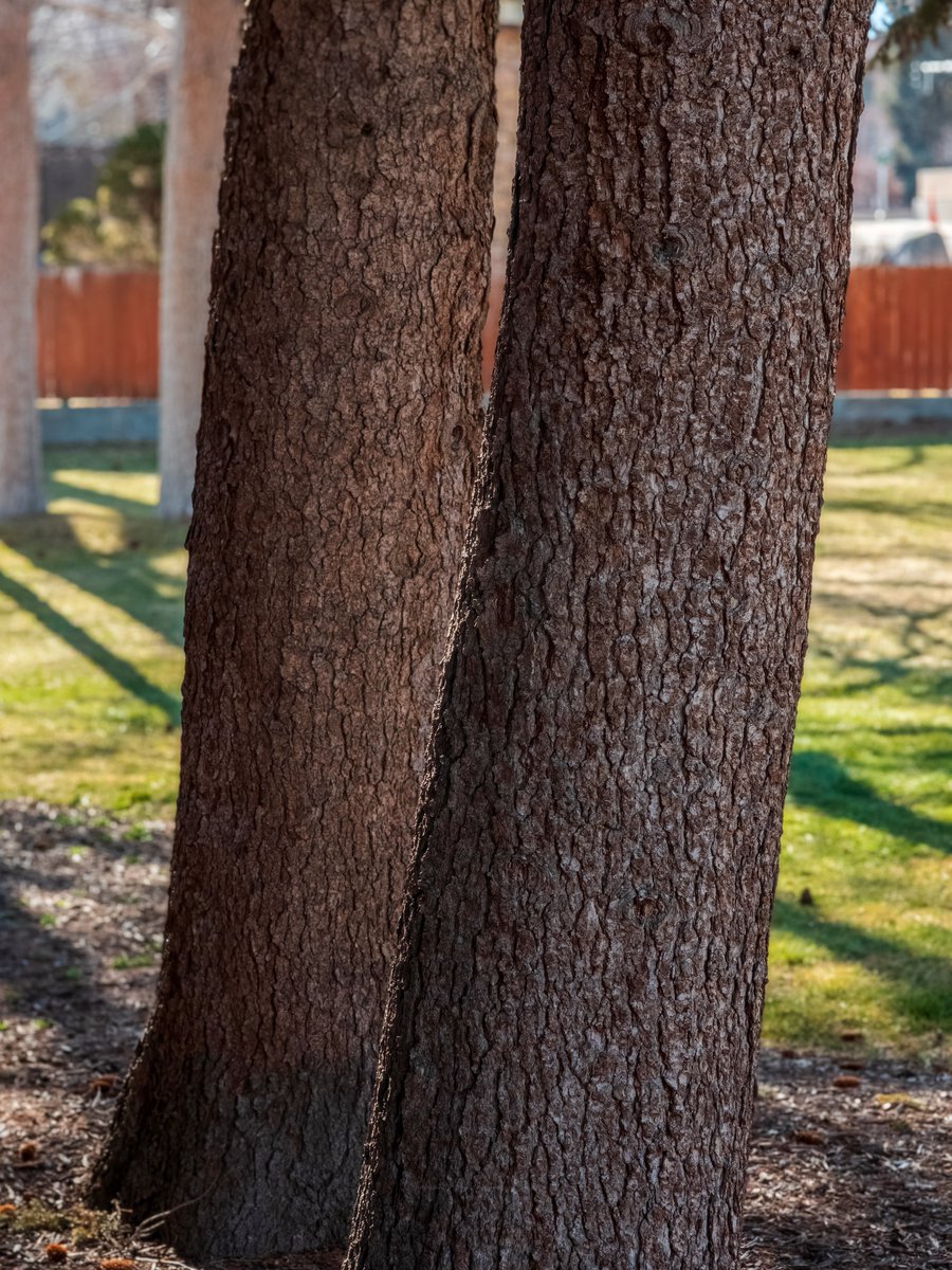 Fahim Al Mahmud Ashik tweet media