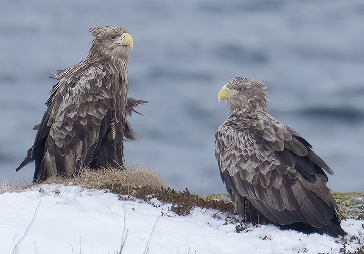 Robert DeCandido PhD tweet media