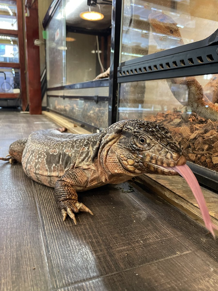 オカハコクルーアカウント tweet media