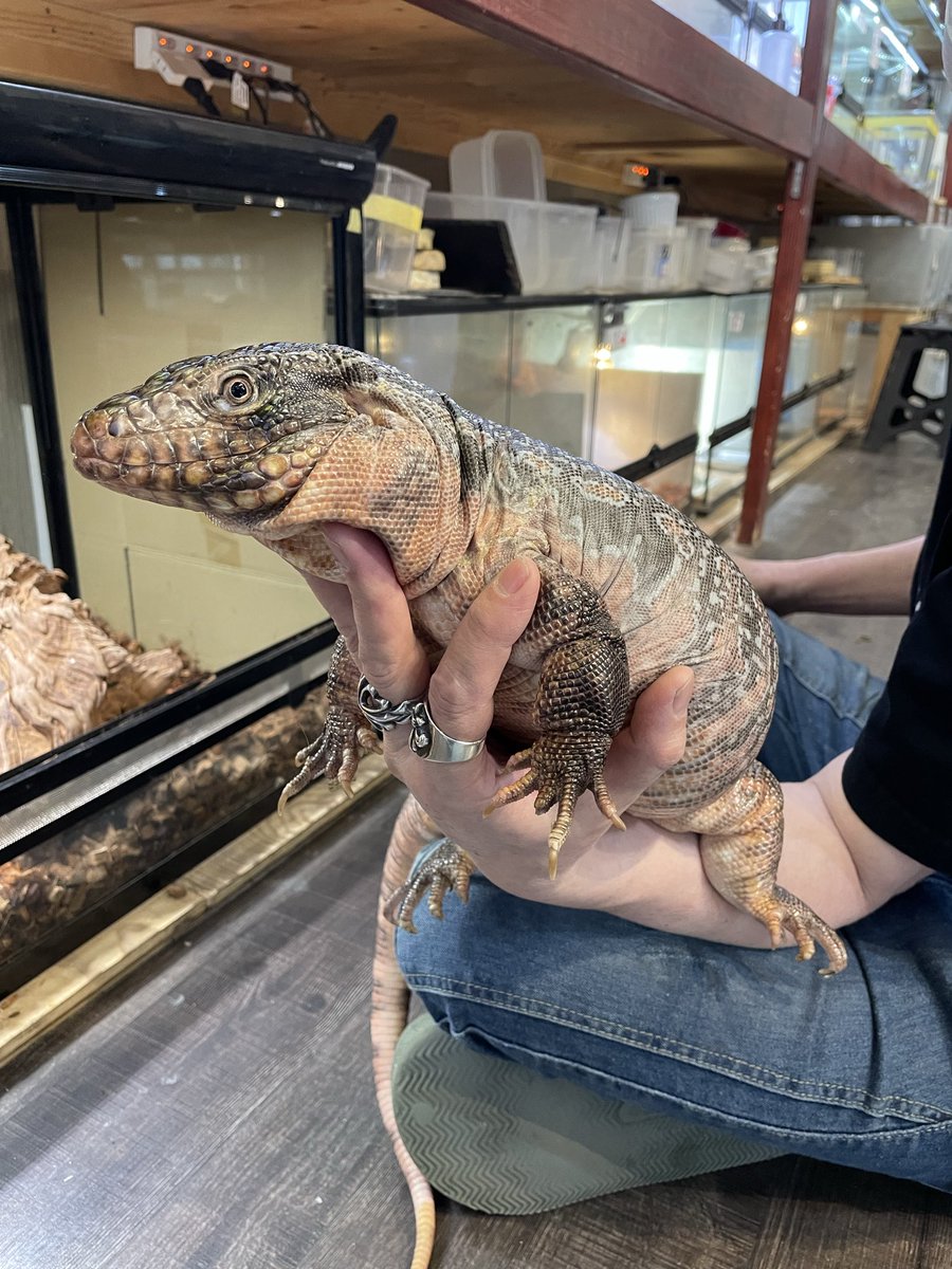 オカハコクルーアカウント tweet media