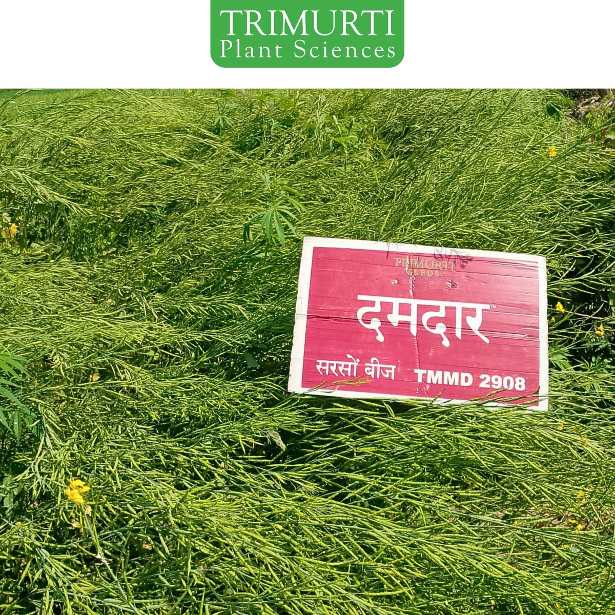 त्रिमूर्ति बीज – दमदार TMMD-2908

✅ उच्च उपज क्षमता वाली सरसों की उन्नत प्रजाति
✅ मध्यम परिपक्वता अवधि: 125–130 दिन
✅ पौधे की ऊँचाई: 160–180 से.मी.
✅ मुख्य तने की लंबाई: 60–80 से.मी.
✅ गहरा चमकीला भूरे रंग का दाना
✅ तेल प्रतिशत: लगभग 40–42% 🛢️

 संपर्क करें: 9959097764