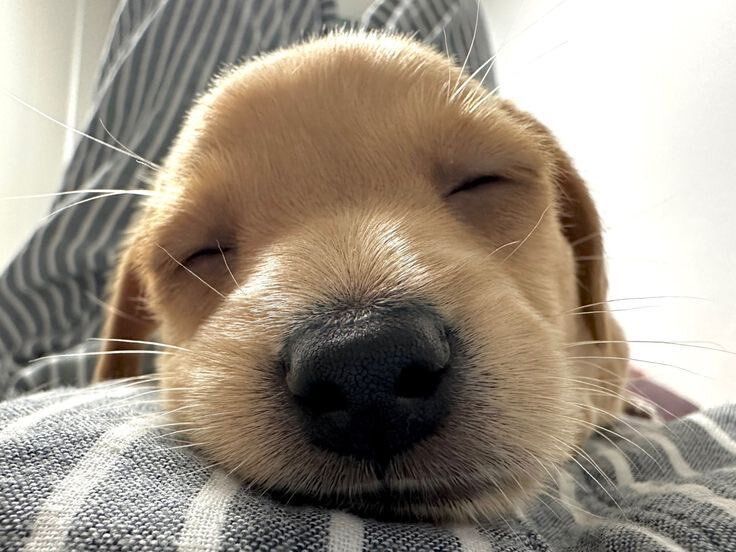 everything dogs 🐶 (@everythingdogss) on Twitter photo 