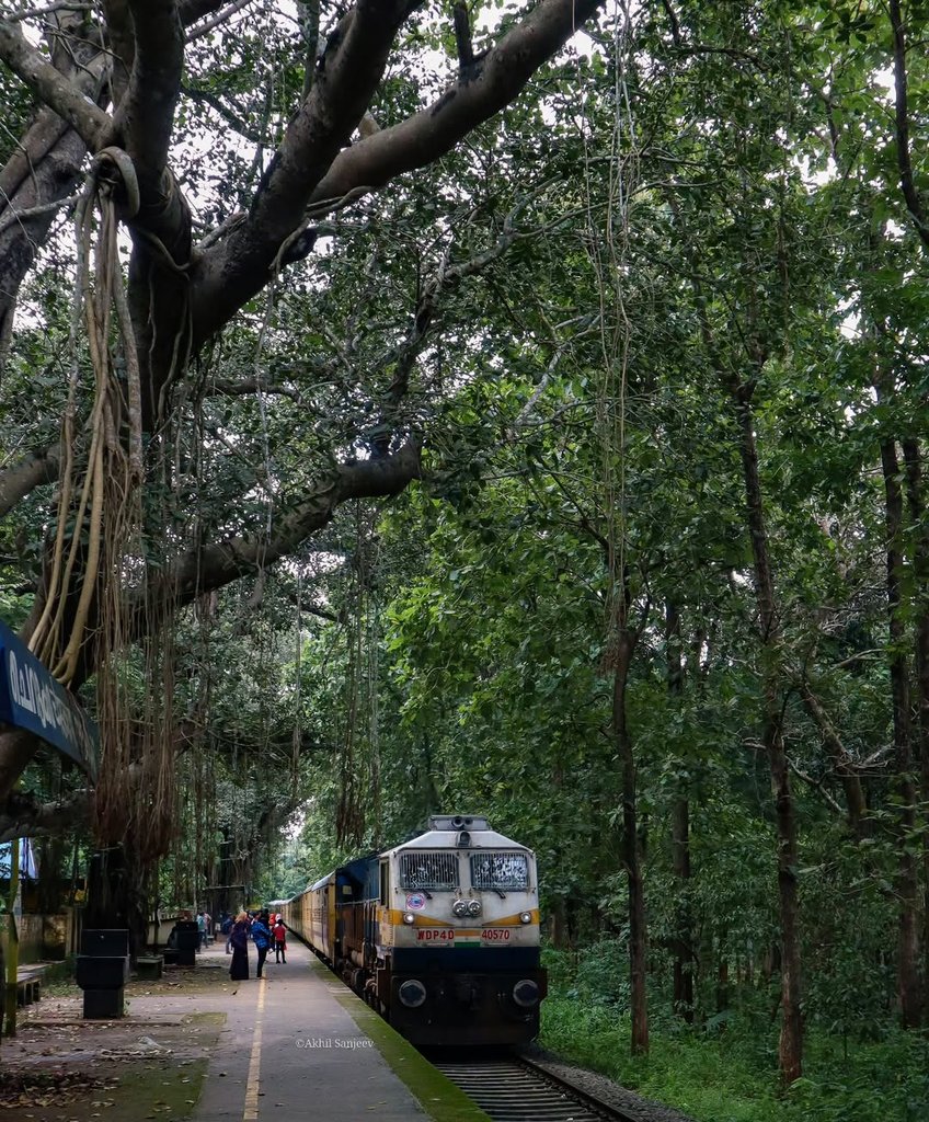 AnanthOnTrack's tweet photo. A beautiful capture of the natural setting of the Cherukara railway station as a train rolls in! This was probably a photo taken before the electrification began - in the jurisdiction of @DRMPalghat in @GMSRailway! Pic courtesy, Akhil Sanjeev! 

Cherukara railway station, located in Malappuram district, Kerala, on the scenic Nilambur-Shoranur line, is renowned for its charming, vintage aesthetic set amidst dense, lush greenery. Known as a "green" station, it features, ancient banyan trees with hanging roots, and a peaceful atmosphere that offers a tranquil, old-world experience.

The station is surrounded by verdant vegetation, creating a, canopy-like effect over the tracks and platform. It evokes a nostalgic, "bygone era" feel, often described as one of the most charming and unique small stations in South India.

Unlike many urban stations, Cherukara is deeply integrated with its, natural surroundings, with trees right alongside the station. The station is a highlight of the Nilambur-Shoranur railway line, which is known for its scenic beauty in. It is popular on social media for its beautiful, green environment, making it a favourite for photography. #Kerala #IndianRailways #photography @parvathimenon @PiyuNair @KeralaTourism