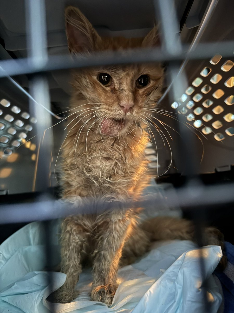 Friends of Bear Cat Rescue tweet media